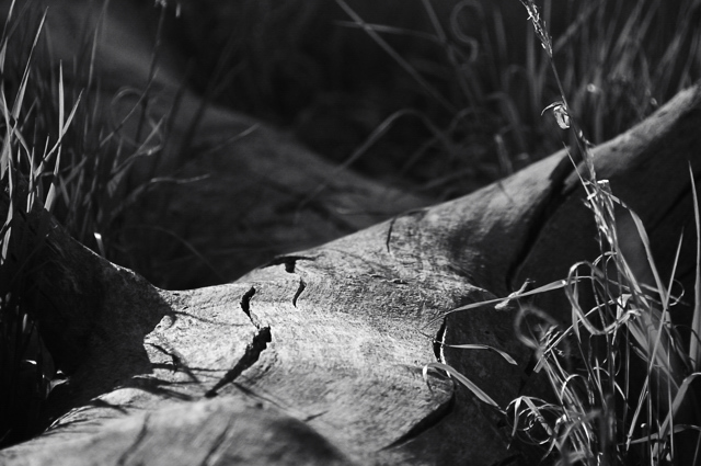 Fallen & Forgotten