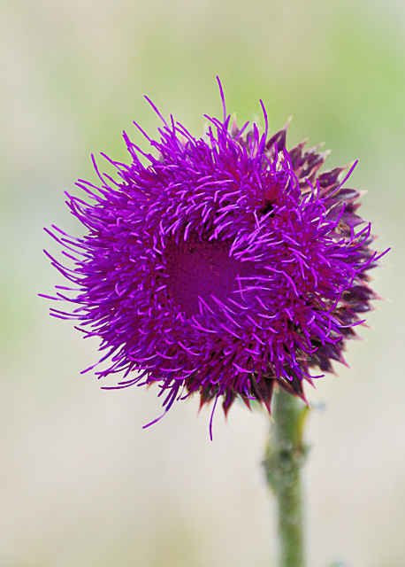 Purple Hair
