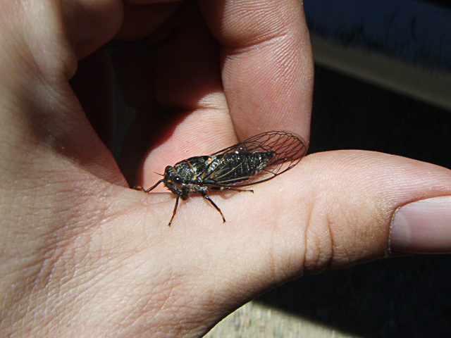 Cicada.jpg