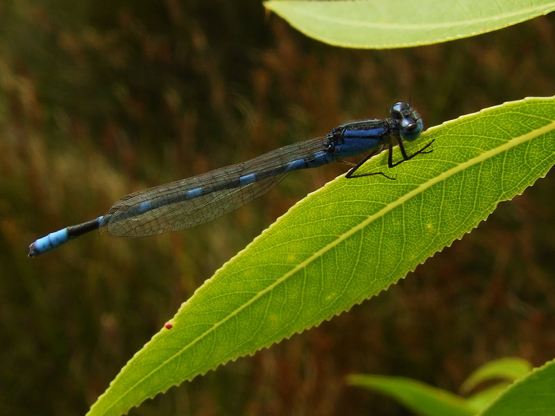 DSCF1688.JPG