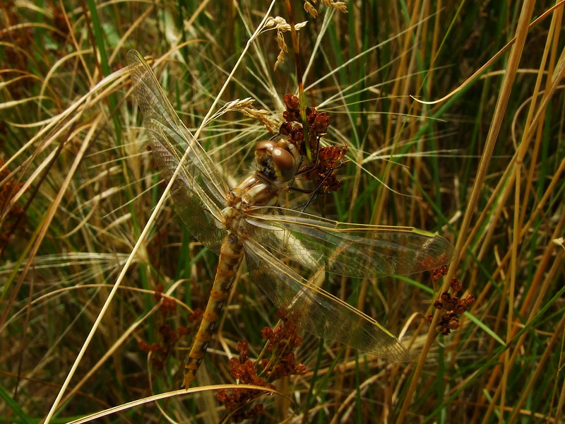 DSCF1735.JPG