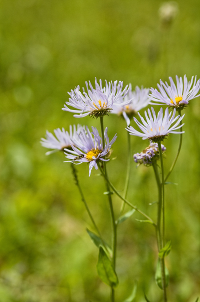 Wildflower1