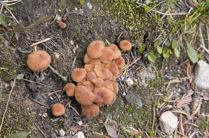 tiny mushrooms