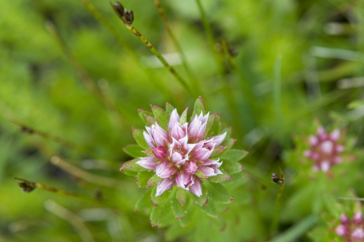 Wildflower3