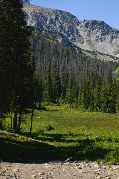 Lurking Moose