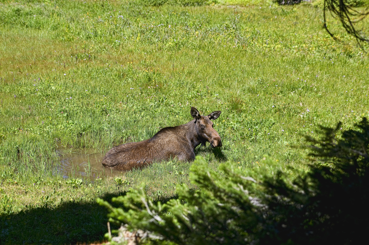 Concerned Moose