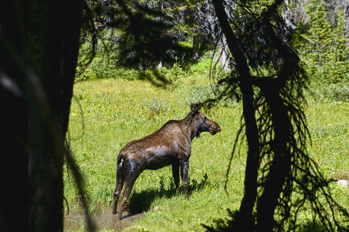 Disgruntled moose