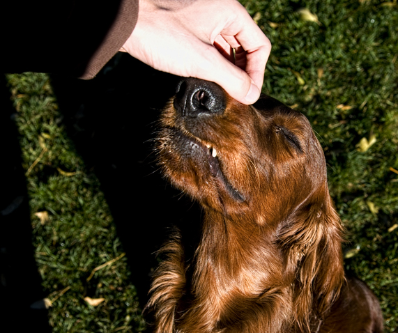 That's the Spot