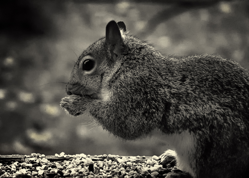 squirreldone.jpg