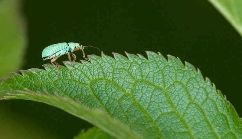 Weevil