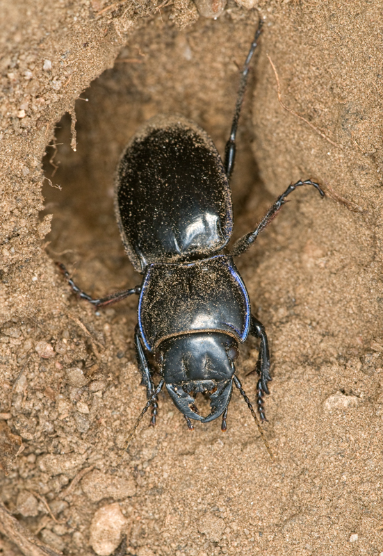 Pasimachus elongatus