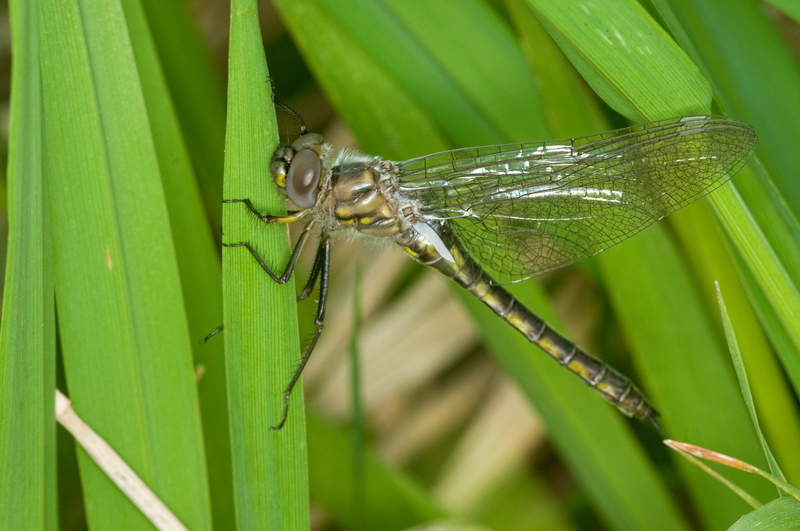 Fresh Dragonfly