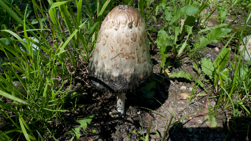 P1000338