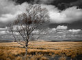 Lone Tree.jpg