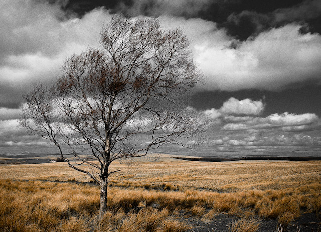 Lone Tree.jpg