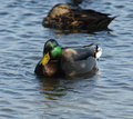 Mallard-DA.jpg