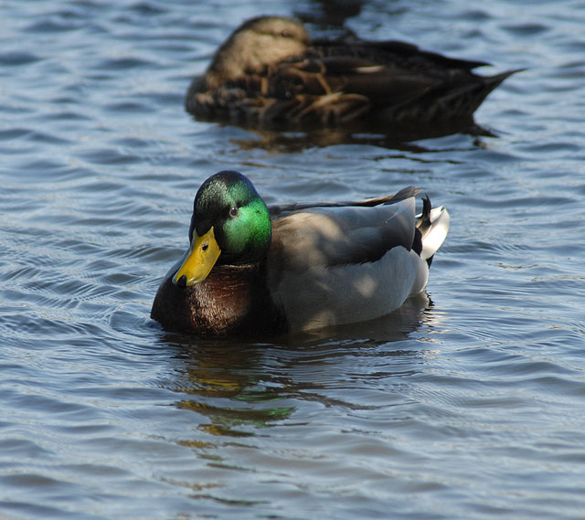 Mallard-DA.jpg