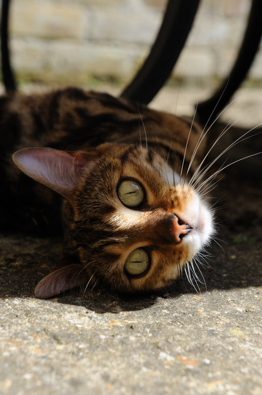 DSC_0039.jpg
