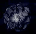 beauty in decay