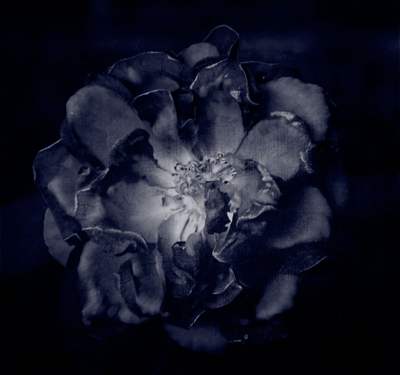 beauty in decay