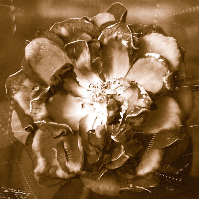 When a Rose Dies...
