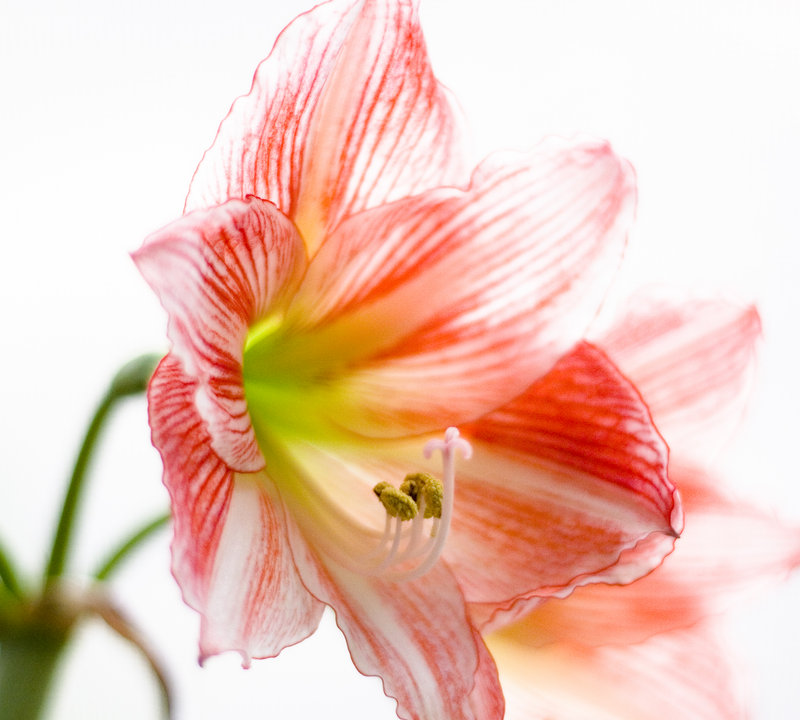 flower3.jpg