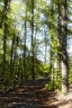 trail.jpg