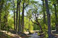 Trail 2