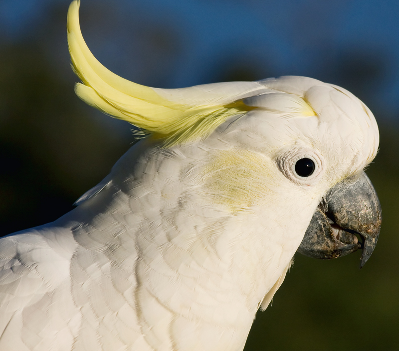 Cocky