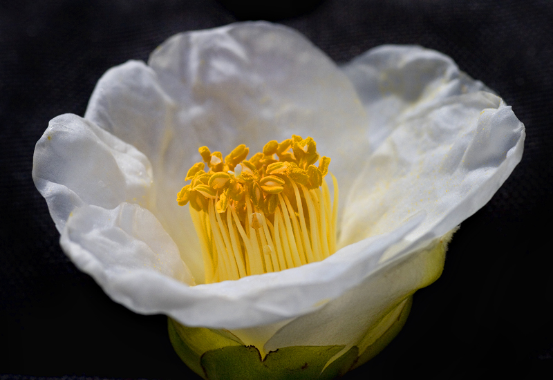 spaghetti stamen