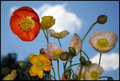 poppies.jpg