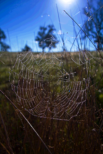 Spiderweb