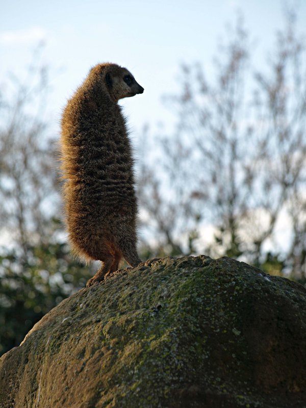 Lookout