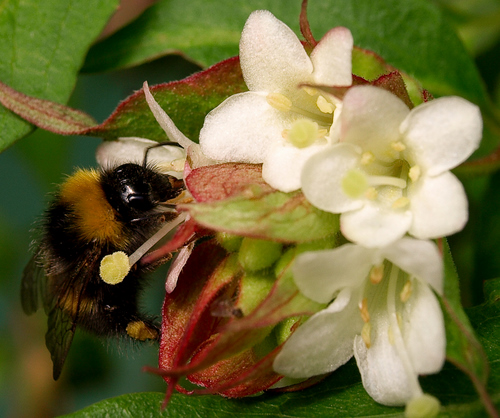 Mr Bumble