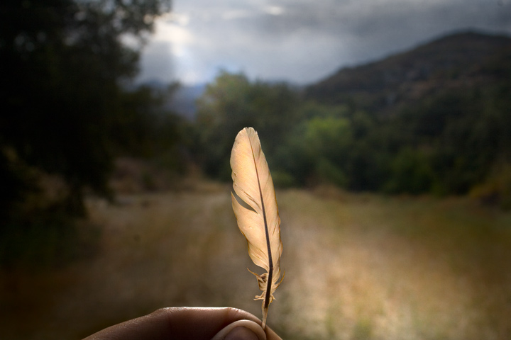 The Golden Feather