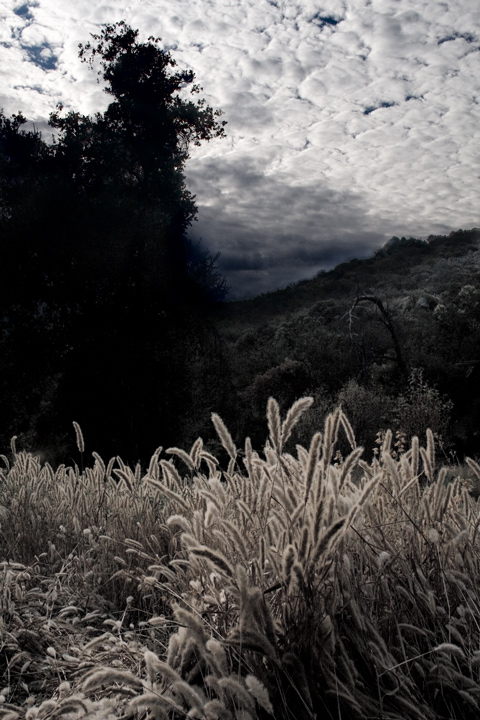 moonlight-bleeding.jpg