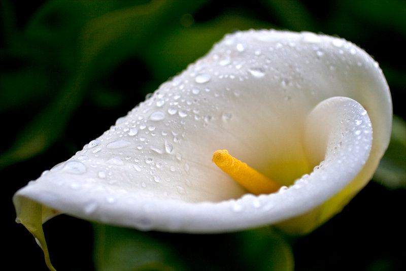 Lilly