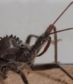 prehistoric bug with fang.jpg