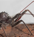 prehistoric bug.jpg