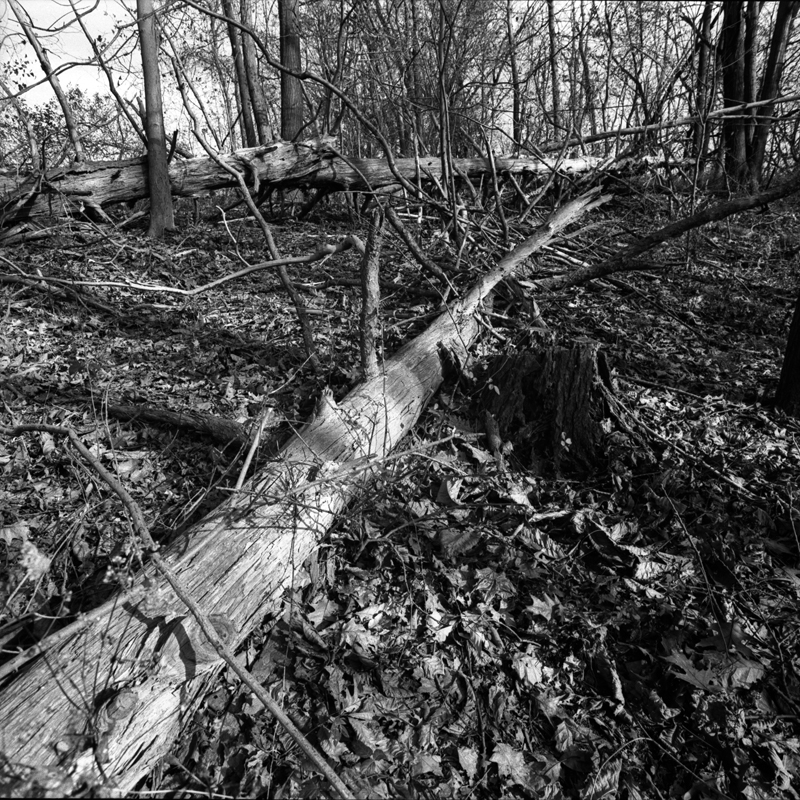 Downed Trees 3sm