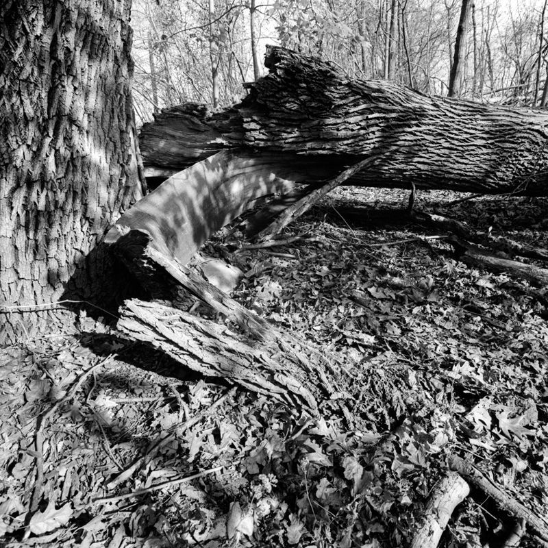 Downed Trees-4sm