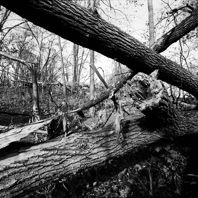 Downed Trees 1sm