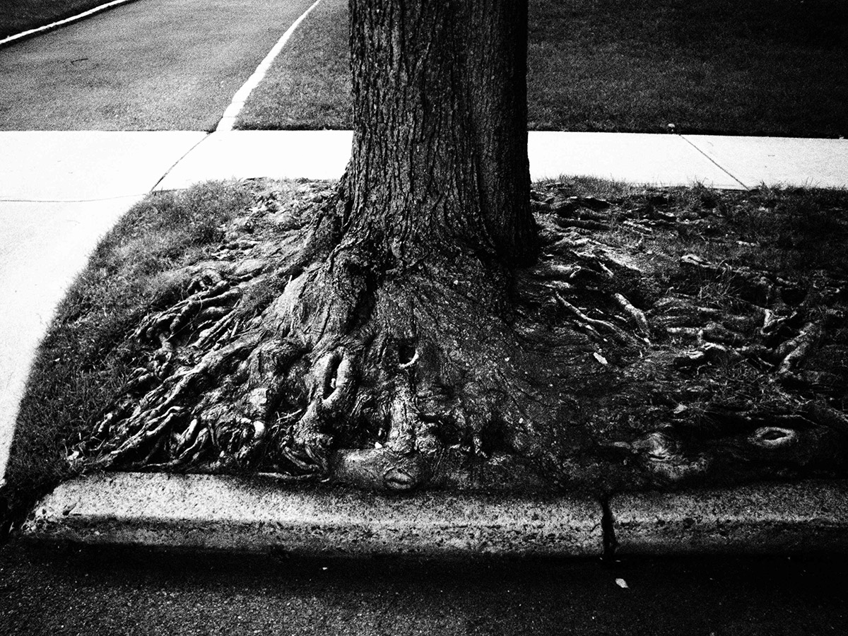 18-Tree Roots P7037558