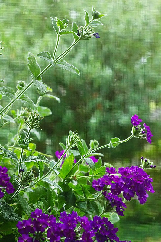 Aug 15 - Geraniums