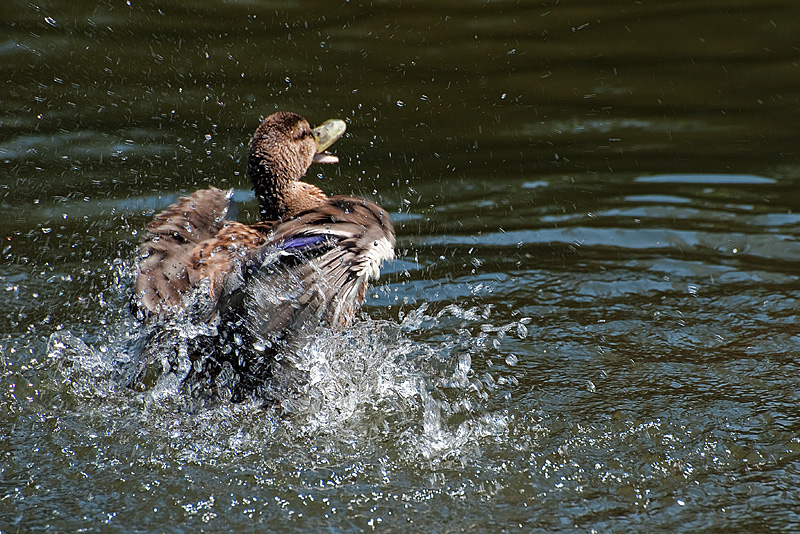 Aug 19 - Duck Bath