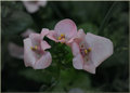 Pinks