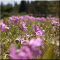 phlox.jpg