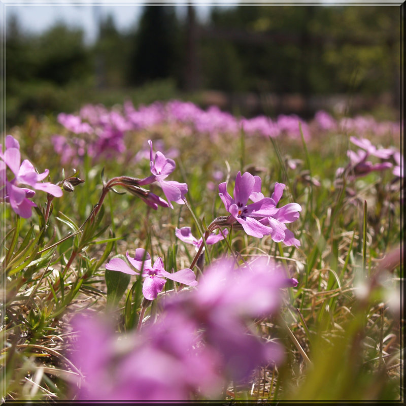 phlox.jpg
