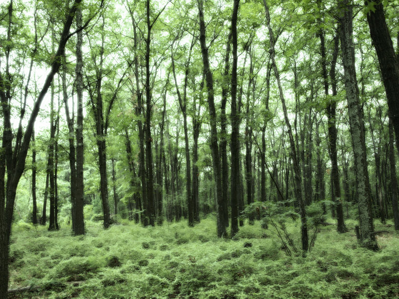 Emerald Wood