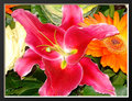 High Contrast Lily